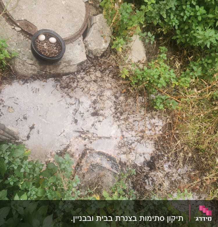 פתח ביוב עם מכסה שבור וסביבה צמחייה